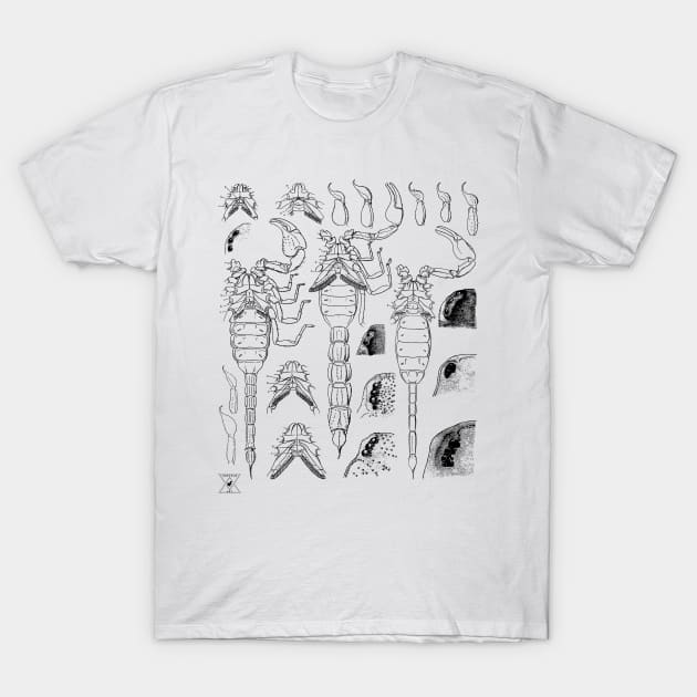 Scorpion | Insect Entomology Bugs T-Shirt by encycloart